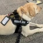 Cão de serviço é impedido de embarcar e causa cancelamento de voo