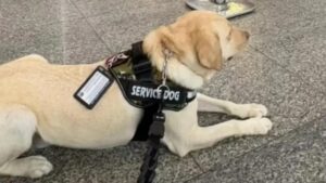 Cão de serviço é impedido de embarcar e causa cancelamento de voo