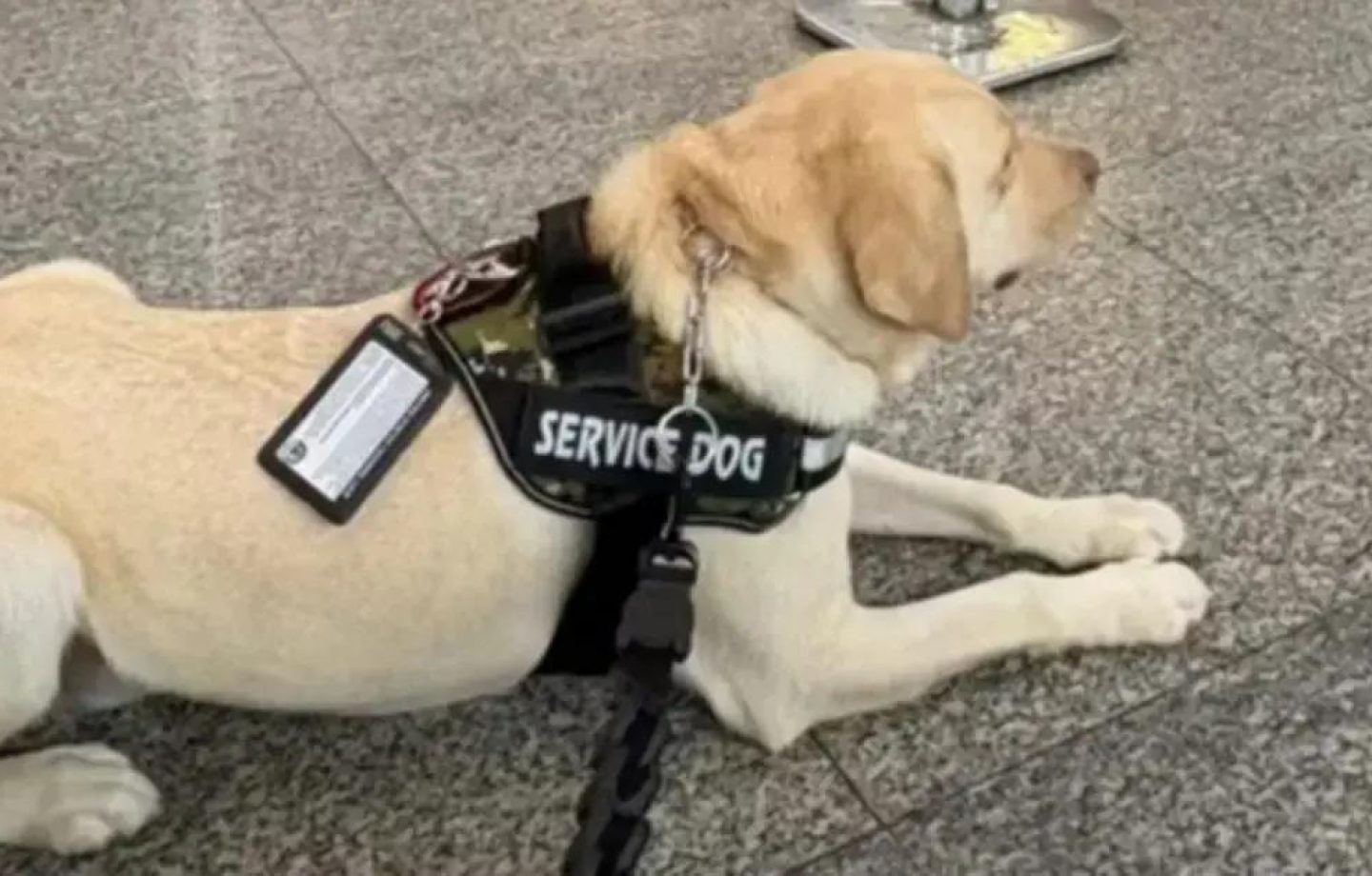 Cão de serviço é impedido de embarcar e causa cancelamento de voo